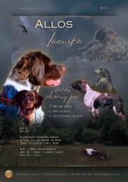 Epagneul breton Allos Luanika-1